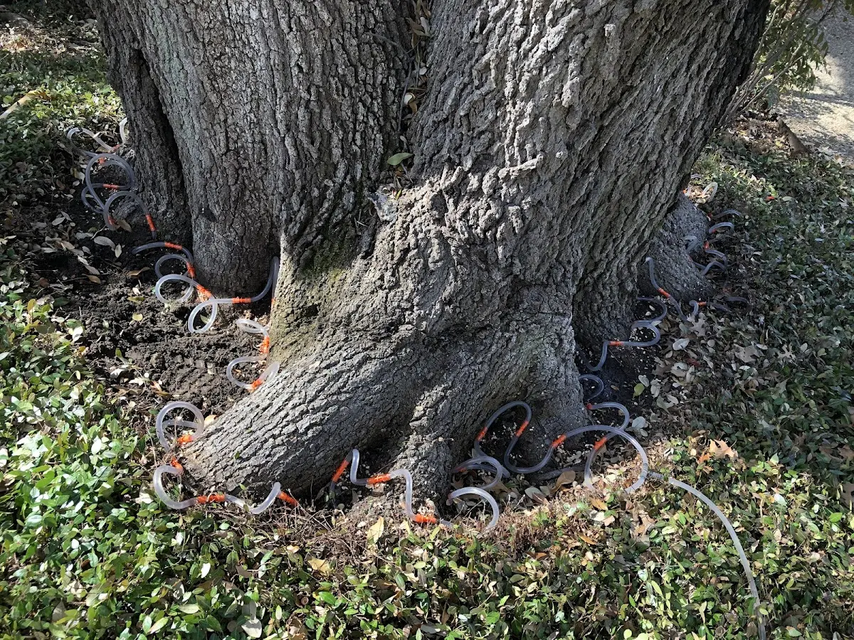 Detailed Tree Cabling and Bracing job site in Laketon