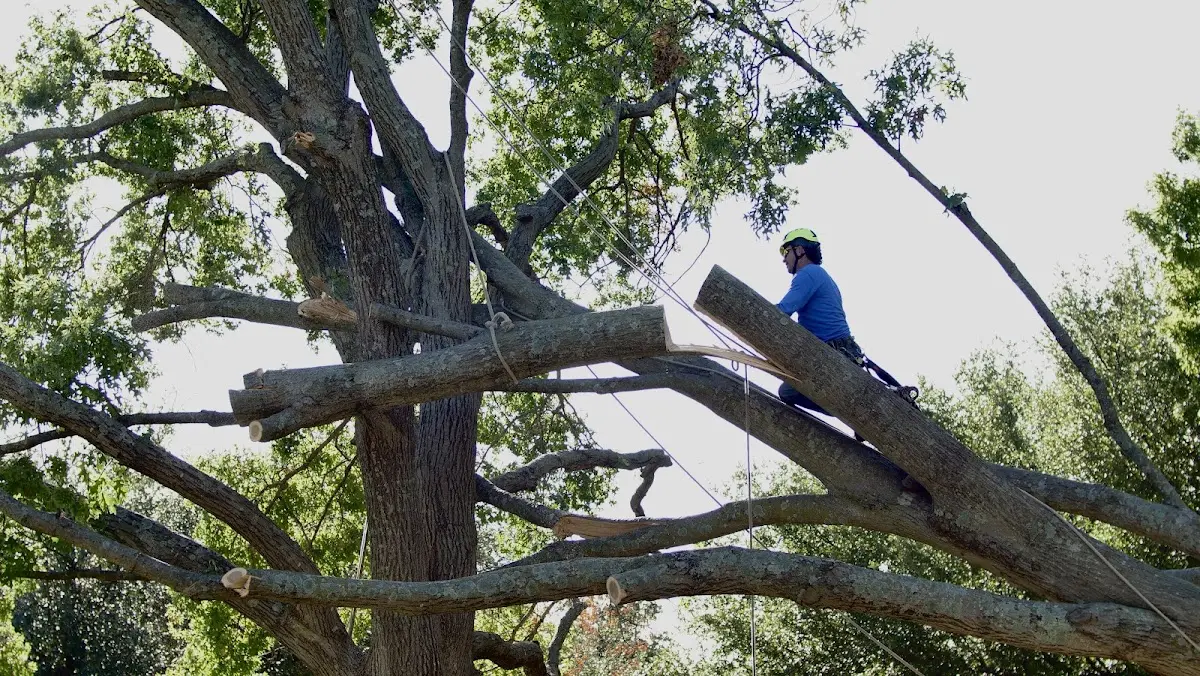 Professional Hazardous Tree Removal performed by certified arborists in Laketon