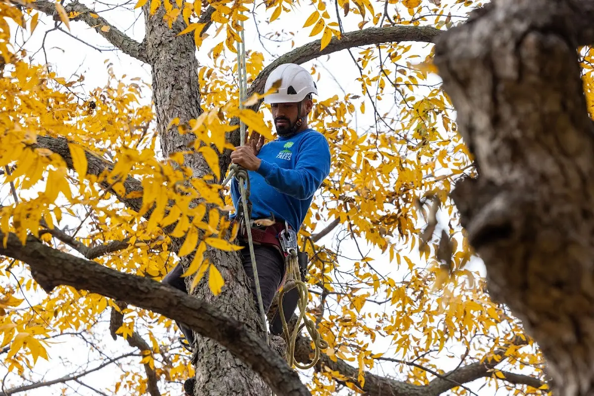 Skilled Storm Damage Cleanup crew working in Laketon