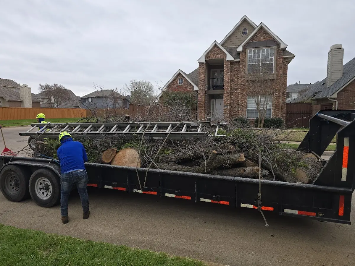 Expert Deadwooding with proper safety equipment in Laketon